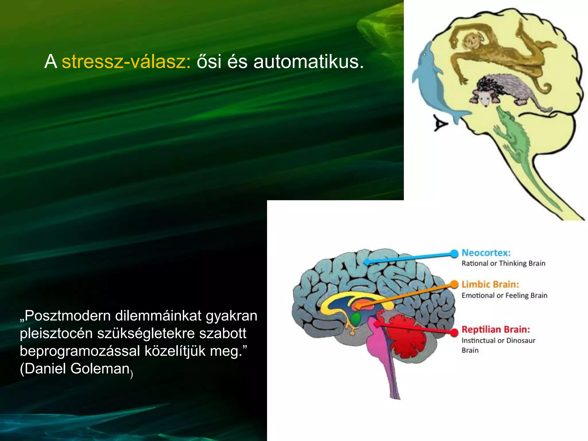 „Posztmodern dilemmáinkat gyakran
pleisztocén szükségletekre szabott
beprogramozással közelítjük meg.”
(Daniel Goleman)
A stressz-válasz: ősi és automatikus.
 