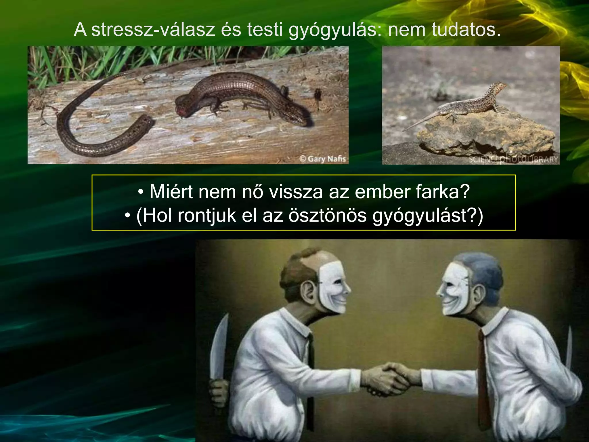 • Miért nem nő vissza az ember farka?
• (Hol rontjuk el az ösztönös gyógyulást?)
A stressz-válasz és testi gyógyulás: nem tudatos.
 