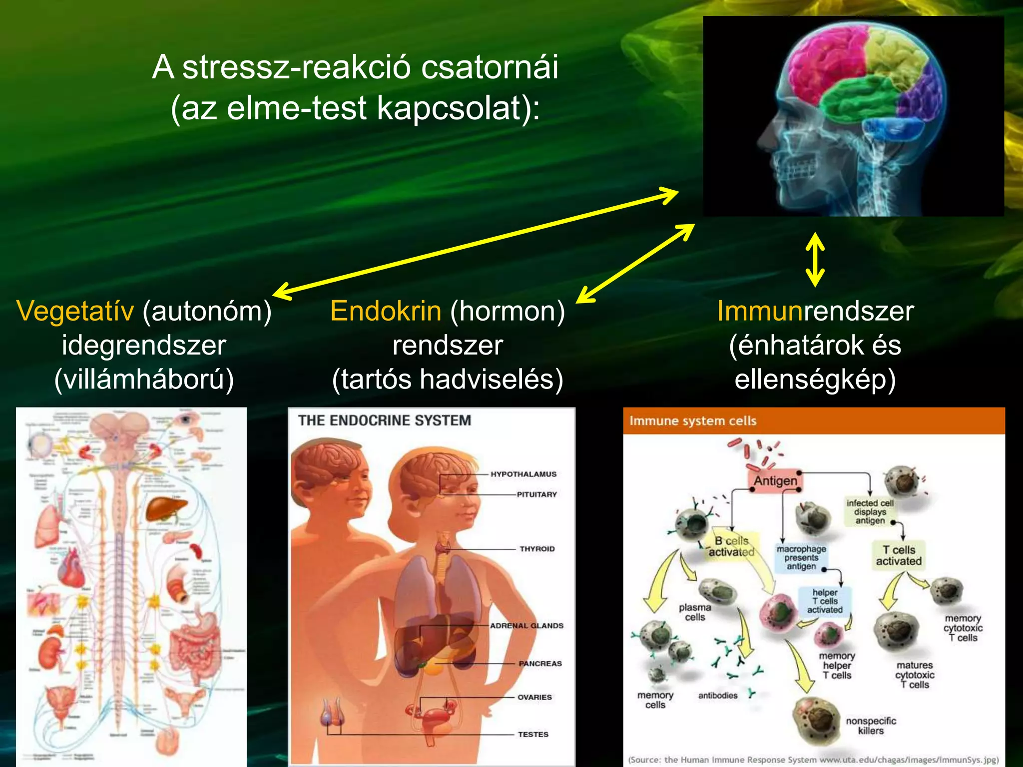 Vegetatív (autonóm)
idegrendszer
(villámháború)
Endokrin (hormon)
rendszer
(tartós hadviselés)
Immunrendszer
(énhatárok és
ellenségkép)
A stressz-reakció csatornái
(az elme-test kapcsolat):
 