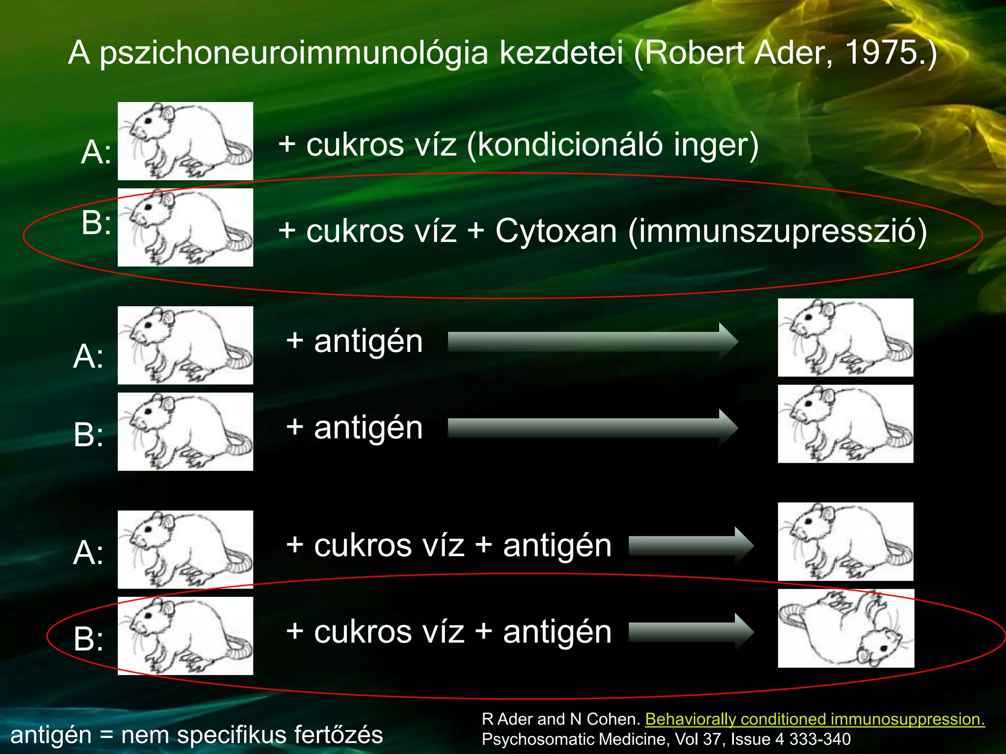A pszichoneuroimmunológia kezdetei (Robert Ader, 1975.)
+ cukros víz + Cytoxan (immunszupresszió)
+ cukros víz (kondicionáló inger)A:
B:
A:
B: + cukros víz + antigén
R Ader and N Cohen. Behaviorally conditioned immunosuppression.
Psychosomatic Medicine, Vol 37, Issue 4 333-340
+ cukros víz + antigén
A:
B:
+ antigén
+ antigén
antigén = nem specifikus fertőzés
 
