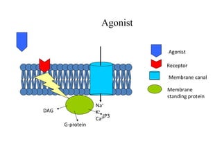 Agonist

                              Agonist

                              Receptor

                              Membrane canal

                              Membrane
                              standing protein
                  Na+
DAG               K+
                     IP3
                  Ca2+
      G-protein
 