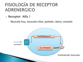  Receptor Alfa 1
◦ Musculo liso, musculo ciliar, pulmón, útero, corazón
A 1
activación
Fosfolipasa C
Ca intracel
Contracción muscular
 