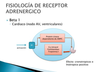  Beta 1
◦ Cardiaco (nodo AV, ventriculares)
B1
activación
Protein cinasa
dependiente de AMPC
Ca intracel
Fosfolamban
Troponina I
Efecto: cronotropicos e
Inotropico positivo
 