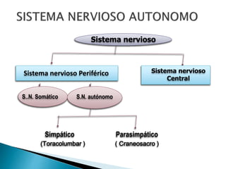 Sistema nervioso
Sistema nervioso Periférico Sistema nervioso
Central
S..N. Somático S.N. autónomo
Simpático Parasimpático
(Toracolumbar ) ( Craneosacro )
 