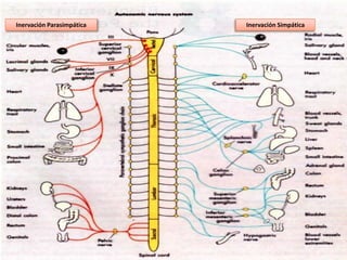 Inervación Parasimpática Inervación Simpática
 
