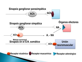 Sinapsis ganglionar parasimpática
Sinapsis ganglionar simpática
Sinapsis en el S.N. somático
Receptor nicotínico Receptor muscarínico Receptor adrenérgico
ACh ACh
Órganos efectores
ACh NA
Médula suprarrenal
ACh A. - NA
ACh
Unión
neuromuscular
 