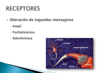  Alteración de segundos mensajeros
◦ AmpC
◦ Fosfodisterasa
◦ Adenilciclasa
 