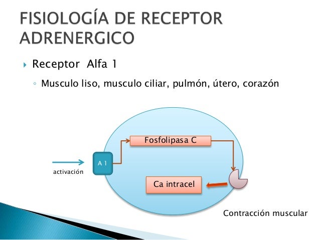 RECEPTORES BETA 2 ADRENERGICOS EBOOK RECEPTORES BETA 2 ADRENERGICOS EBOOK
