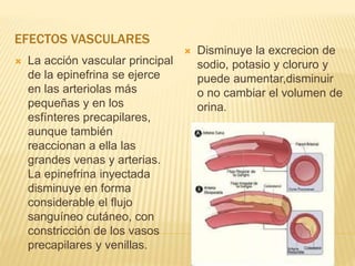 EFECTOS VASCULARES
 La acción vascular principal
de la epinefrina se ejerce
en las arteriolas más
pequeñas y en los
esfínteres precapilares,
aunque también
reaccionan a ella las
grandes venas y arterias.
La epinefrina inyectada
disminuye en forma
considerable el flujo
sanguíneo cutáneo, con
constricción de los vasos
precapilares y venillas.
 Disminuye la excrecion de
sodio, potasio y cloruro y
puede aumentar,disminuir
o no cambiar el volumen de
orina.
 