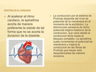 EFECTOS EN EL CORAZON
 Al acelerar el ritmo
cardiaco, la epinefrina
acorta de manera
preferente la sistole de tal
forma que no se acorta la
duracion de la diastole.
 La conduccion por el sistema de
Purkinje depende del nivel de
potencial de la membrana en el
momento de la excitacion. La
disminucion excesiva de dicho
potencial origina trastorno de la
conduccion, que varia desde la
conduccion lenta hasta el
bloqueo completo. La epinefrina
suele incrementar el potencial de
membrana y mejora la
conduccion en las fibras de
Purkinje que hayan sido
despolarizadas de manera
excesiva.
 