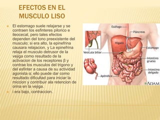 EFECTOS EN EL
MUSCULO LISO
 El estomago suele relajarse y se
contraen los esfinteres pilorico e
ileocecal, pero tales efectos
dependen del tono preexistente del
musculo; si era alto, la epinefrina
causara relajacion, y La epinefrina
relaja el musculo detrusor de la
vejiga como resultado de la
activacion de los receptores β y
contrae los musculos del trigono y
del esfinter a causa de su actividad
agonista α; ello puede dar como
resultado dificultad para iniciar la
miccion y contribuir ala retencion de
orina en la vejiga.
 i era bajo, contraccion.
 