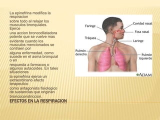 EFECTOS EN LA RESPIRACION
La epinefrina modifica la
respiracion
sobre todo al relajar los
musculos bronquiales.
Ejerce
una accion broncodilatadora
potente que se vuelve mas
evidente cuando los
musculos mencionados se
contraen por
alguna enfermedad, como
sucede en el asma bronquial
o en
respuesta a farmacos o
algunos autacoides. En tales
situaciones
la epinefrina ejerce un
extraordinario efecto
terapeutico
como antagonista fisiologico
de sustancias que originan
broncoconstriccion.
 