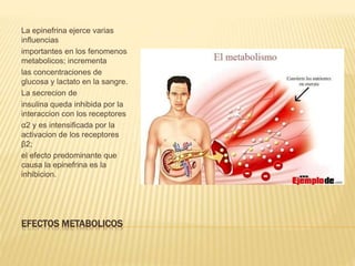 EFECTOS METABOLICOS
La epinefrina ejerce varias
influencias
importantes en los fenomenos
metabolicos; incrementa
las concentraciones de
glucosa y lactato en la sangre.
La secrecion de
insulina queda inhibida por la
interaccion con los receptores
α2 y es intensificada por la
activacion de los receptores
β2;
el efecto predominante que
causa la epinefrina es la
inhibicion.
 