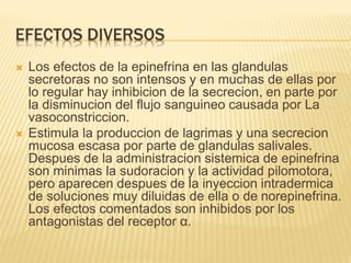 EFECTOS DIVERSOS
 Los efectos de la epinefrina en las glandulas
secretoras no son intensos y en muchas de ellas por
lo regular hay inhibicion de la secrecion, en parte por
la disminucion del flujo sanguineo causada por La
vasoconstriccion.
 Estimula la produccion de lagrimas y una secrecion
mucosa escasa por parte de glandulas salivales.
Despues de la administracion sistemica de epinefrina
son minimas la sudoracion y la actividad pilomotora,
pero aparecen despues de la inyeccion intradermica
de soluciones muy diluidas de ella o de norepinefrina.
Los efectos comentados son inhibidos por los
antagonistas del receptor α.
 