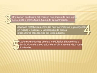 Una accion excitadora del corazon que acelera la frecuencia
de su latido e intensifica la fuerza de su contraccion.
Acciones metabolicas como las que incrementan la glucogenolisis
en higado y musculo, y la liberacion de acidos
grasos libres procedentes del tejido adiposo.
Acciones endocrinas como la modulacion (incremento o
disminucion) de la secrecion de insulina, renina y hormonas
hipofisarias.
 