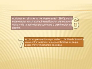 Acciones en el sistema nervioso central (SNC), como la
estimulacion respiratoria, intensificacion del estado de
vigilia y de la actividad psicomotora y disminucion del
apetito.
Acciones presinapticas que inhiben o facilitan la liberacion
de neurotransmisores; la accion inhibidora es la que
posee mayor importancia fisiologica.
 