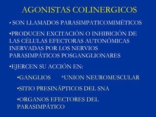 AGONISTAS COLINERGICOS
• SON LLAMADOS PARASIMPATICOMIMÉTICOS

•PRODUCEN EXCITACIÓN O INHIBICIÓN DE
LAS CÉLULAS EFECTORAS AUTONÓMICAS
INERVADAS POR LOS NERVIOS
PARASIMPÁTICOS POSGANGLIONARES
•EJERCEN SU ACCIÓN EN:
  •GANGLIOS    *UNION NEUROMUSCULAR
  •SITIO PRESINÁPTICOS DEL SNA
  •ORGANOS EFECTORES DEL
  PARASIMPÁTICO
 