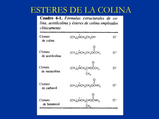 ESTERES DE LA COLINA
 