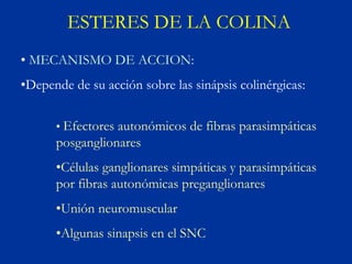 ESTERES DE LA COLINA
• MECANISMO DE ACCION:
•Depende de su acción sobre las sinápsis colinérgicas:


      • Efectores autonómicos de fibras parasimpáticas
      posganglionares
      •Células ganglionares simpáticas y parasimpáticas
      por fibras autonómicas preganglionares
      •Unión neuromuscular
      •Algunas sinapsis en el SNC
 