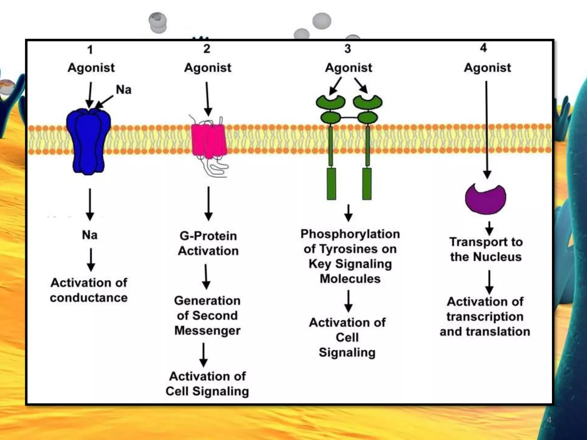 Agonists, partial agonists, | PPTX