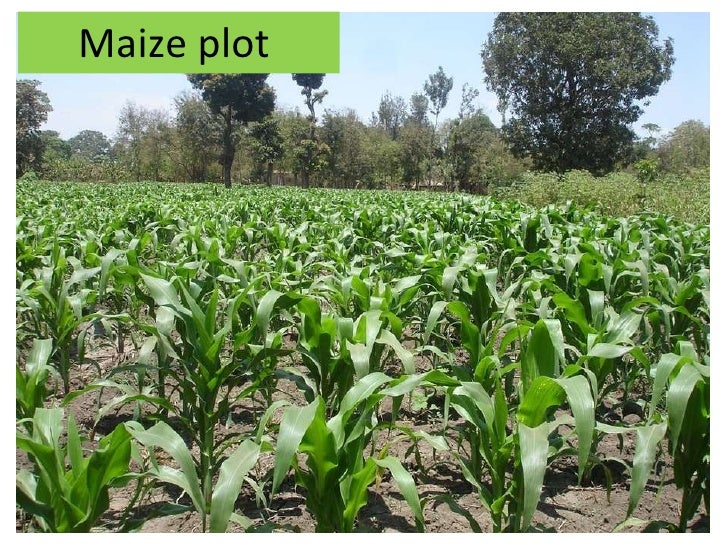 Agony of the peasants in tanzania 1