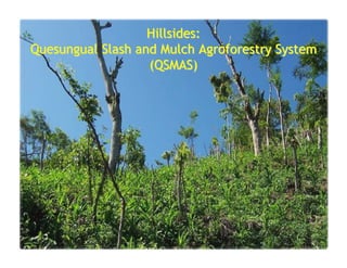 A Gonzales quesungual slash and mulch agroforestry july 2010