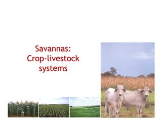 A Gonzales quesungual slash and mulch agroforestry july 2010