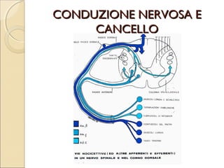 AURICOLO ANALGESIA PER
     INTERVENTO
 