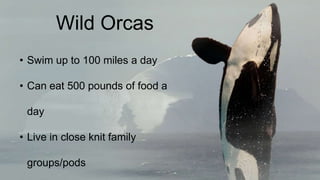 Wild Orcas
• Swim up to 100 miles a day

• Can eat 500 pounds of food a
day
• Live in close knit family

groups/pods

 
