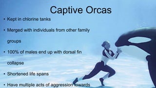 Captive Orcas
• Kept in chlorine tanks
• Merged with individuals from other family
groups

• 100% of males end up with dorsal fin
collapse

• Shortened life spans
• Have multiple acts of aggression towards

 