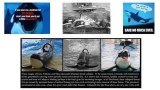 Ag orcas bio_div