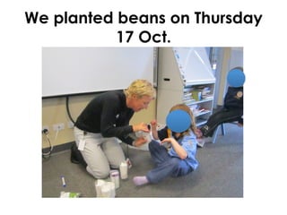 On 10th December the plants
had beans growing on them!
 