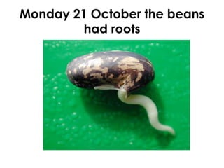 History
	
  F	
  What	
  is	
  my	
  history	
  and	
  how	
  do	
  I	
  know?(How	
  stories	
  of	
  families	
  
and	
  their	
  past	
  can	
  be	
  communicated	
  through	
  pictures	
  books,	
  
artefacts	
  and	
  oral	
  histories.	
  
Y2	
  Aspects	
  of	
  the	
  past	
  we	
  can	
  see	
  today.	
  History	
  of	
  local	
  building,	
  
site	
  or	
  part	
  of	
  the	
  local	
  environment	
  
Y	
  3	
  -­‐	
  Who	
  lived	
  here	
  ﬁrst	
  and	
  how	
  do	
  we	
  know?	
  The	
  importance	
  of	
  
place	
  and	
  country	
  to	
  ATSI	
  people	
  who	
  belong	
  to	
  a	
  local	
  area	
  
4	
  What	
  was	
  life	
  like	
  for	
  ATSI	
  people	
  before	
  the	
  arrival	
  of	
  Europeans?	
  
Why	
  did	
  Europeans	
  se]le	
  in	
  Australia?	
  
Y	
  7	
  iden<fy	
  a	
  range	
  of	
  ques<ons	
  about	
  the	
  past	
  to	
  inform	
  a	
  historical	
  
inquiry	
  
 