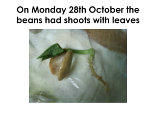 You me Our Place
Guided	
  Reading	
  Purposes	
  
	
  	
  
1.  	
  Read	
  to	
  see	
  which	
  is	
  your	
  favourite	
  
person	
  in	
  the	
  book	
  
2.  Read	
  to	
  see	
  which	
  ac<on	
  that	
  uncle	
  
Tobias	
  does	
  that	
  you	
  like	
  best	
  
3.  Read	
  to	
  see	
  what	
  animals	
  there	
  are	
  in	
  
the	
  story	
  	
  
4.  Read	
  to	
  see	
  what	
  is	
  your	
  favourite	
  
picture	
  in	
  the	
  story	
  
5.  Read	
  to	
  see	
  what	
  you	
  think	
  is	
  the	
  best	
  
thing	
  to	
  do	
  at	
  the	
  beach	
  	
  	
  
	
  	
  
Self	
  selected	
  Reading	
  resources:	
  
	
  	
  
	
  ebooks	
  and	
  theme	
  books	
  in	
  the	
  
classroom	
  
	
  	
  
	
  Wri<ng	
  Tasks	
  
	
  All	
  week	
  –	
  write	
  about	
  pictures	
  of	
  
yourself	
  in	
  diﬀerent	
  places	
  at	
  school	
  
Working	
  with	
  Words:	
  
	
  	
  
Le]er	
  of	
  the	
  week:	
  M	
  
	
  	
  
Word	
  wall	
  words:	
  rain	
  sun	
  wind	
  
cloud	
  swim	
  play	
  ﬁsh	
  rod	
  net	
  	
  
	
  
	
  	
  
	
  	
  
 