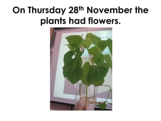 Assessment
•  Guides intervention
•  Provides feedback on intervention
•  Different assessment for emergent and
conventional students
 