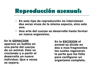 Reproducción asexual:   En este tipo de reproducción no intervienen dos seres vivos de la misma especie, sino solo uno.  Una arte del cuerpo se desarrolla hasta formar un nuevo organismo.  En la  GEMACION  aparece un bultito en una parte del cuerpo de un animal. Este va creciendo y a partir el desarrolla un nuevo individuo. Que a veces se separa. En la  ESCISION  el animal se divide en dos o mas fragmentos los cuales regeneran la parte que les falta para configurar un organismo completo. 
