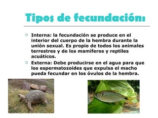 Tipos de fecundación:   Interna: la fecundación se produce en el interior del cuerpo de la hembra durante la unión sexual. Es propio de todos los animales terrestres y de los mamíferos y reptiles acuáticos.  Externa: Debe producirse en el agua para que los espermatozoides que expulsa el macho pueda fecundar en los óvulos de la hembra.  