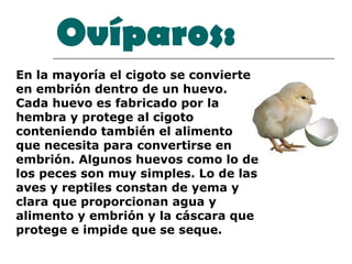 Ovíparos: En la mayoría el cigoto se convierte en embrión dentro de un huevo. Cada huevo es fabricado por la hembra y protege al cigoto conteniendo también el alimento que necesita para convertirse en embrión. Algunos huevos como lo de los peces son muy simples. Lo de las aves y reptiles constan de yema y clara que proporcionan agua y alimento y embrión y la cáscara que protege e impide que se seque.   