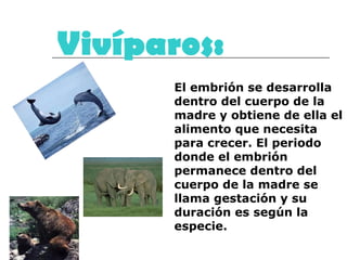 Vivíparos: El embrión se desarrolla dentro del cuerpo de la madre y obtiene de ella el alimento que necesita para crecer. El periodo donde el embrión permanece dentro del cuerpo de la madre se llama gestación y su duración es según la especie.  