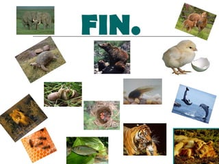 FIN.   
