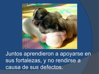 Juntos aprendieron a apoyarse en sus fortalezas, y no rendirse a causa de sus defectos.