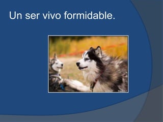 Un ser vivo formidable.