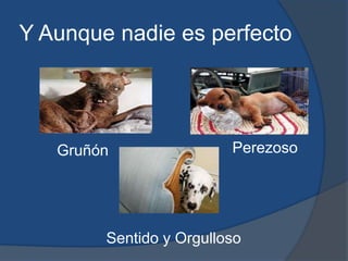 Y Aunque nadie es perfectoPerezoso GruñónSentido y Orgulloso