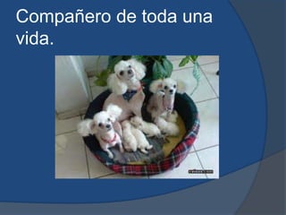 Compañero de toda una vida.