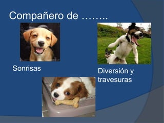 Compañero de ……..SonrisasDiversión y travesuras