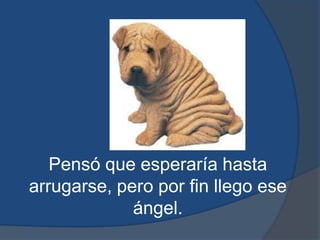 Pensó que esperaría hasta arrugarse, pero por fin llego ese ángel.