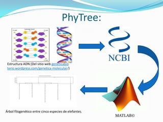PhyTree:

Estructura ADN (Del sitio web geneticabio
terio.wordpress.com/genetica-molecular/)

Árbol filogenético entre cinco especies de elefantes.

MATLAB©

 
