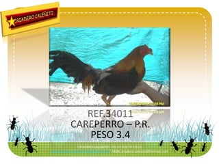CRIADERO CALENITO - TEL.57 316 7472115 www.criadero.calenito.webcindario.com  MSN: criadero.calenito@hotmail.com REF.34011CAREPERRO – P.R.PESO 3.4 