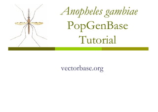 Anopheles gambiae
 PopGenBase
   Tutorial

vectorbase.org
 