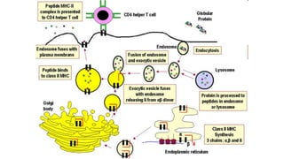 Antigen processing and presentation and its pathways | PPT